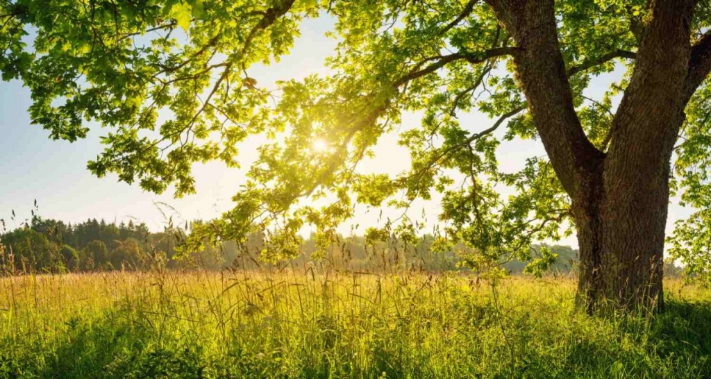 Vista de un campo con un árbol