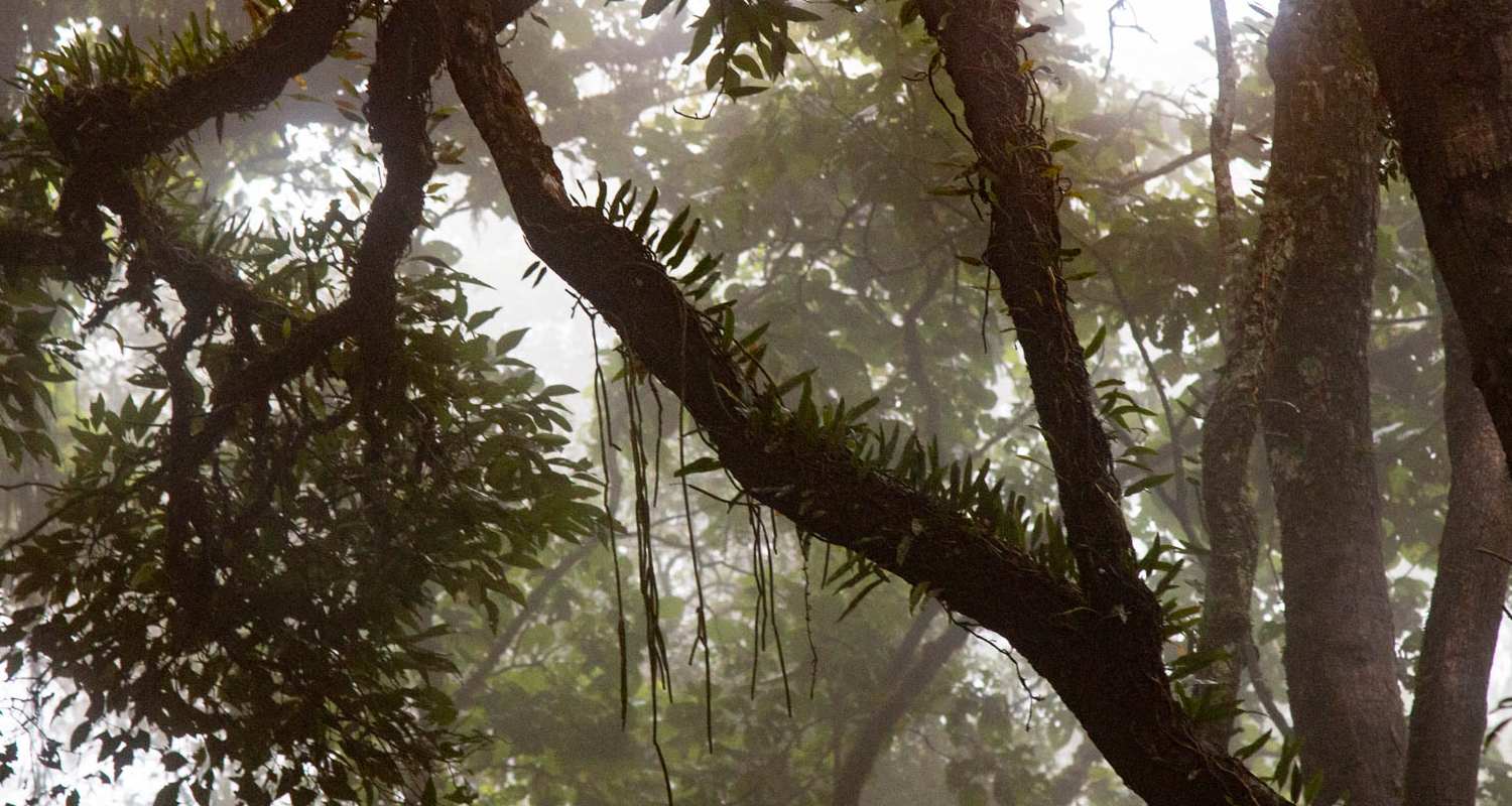 Árboles en Bolivia