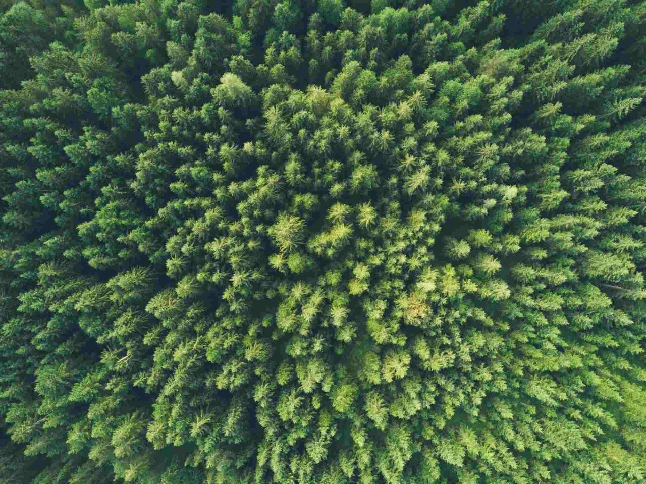Bird's eye view of a forest