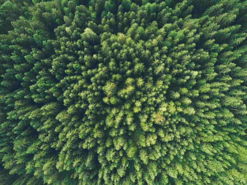 birds' eye view of a forest