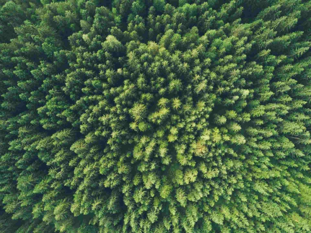 aerial view of a forest