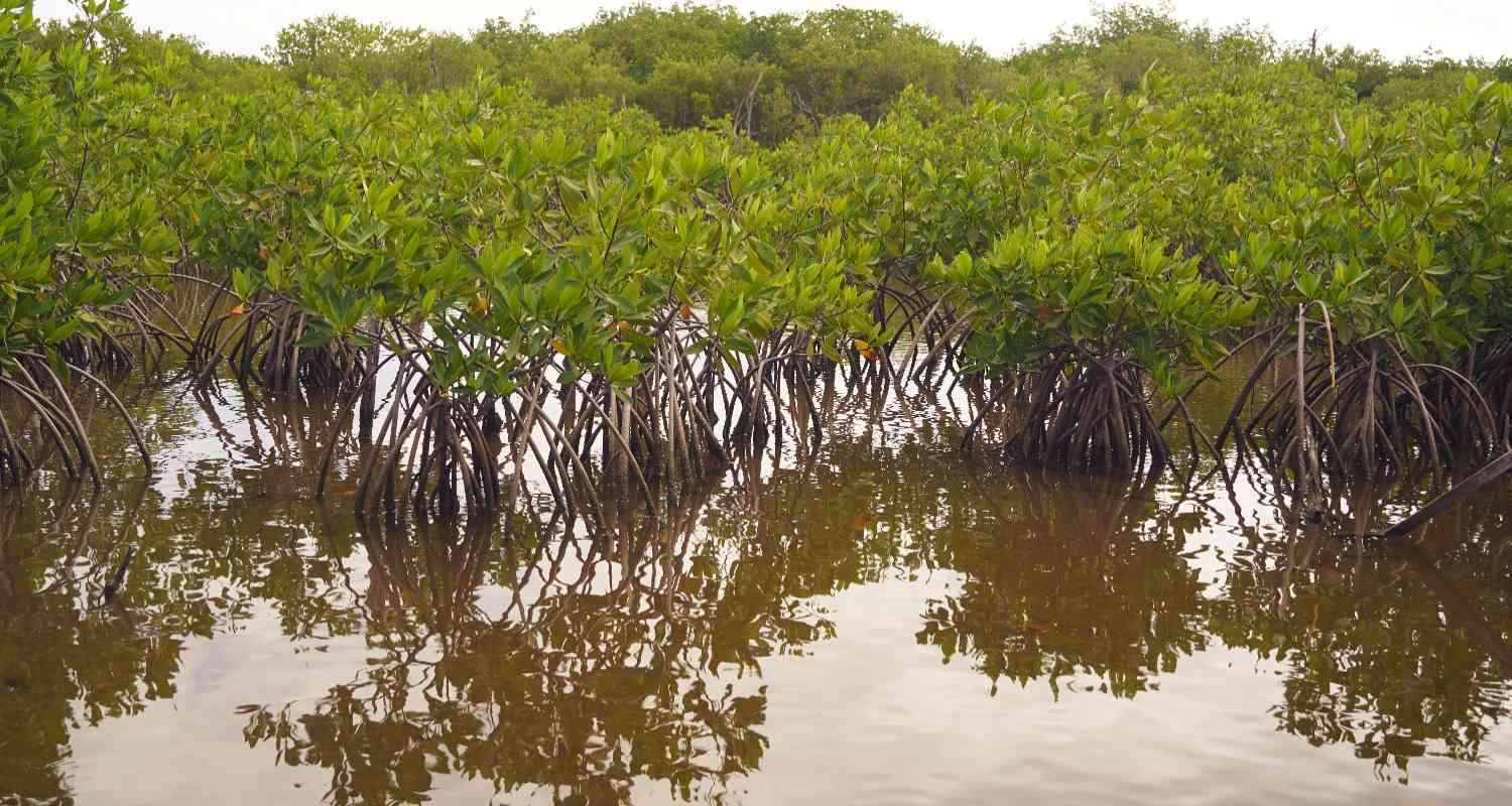  Some plants growing in a swamp
