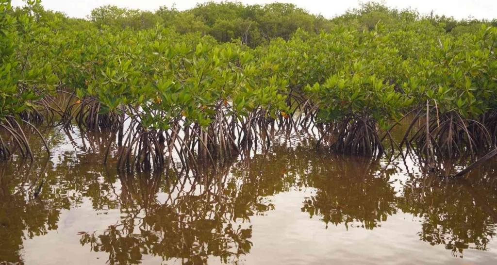 Plants growing in a swamp