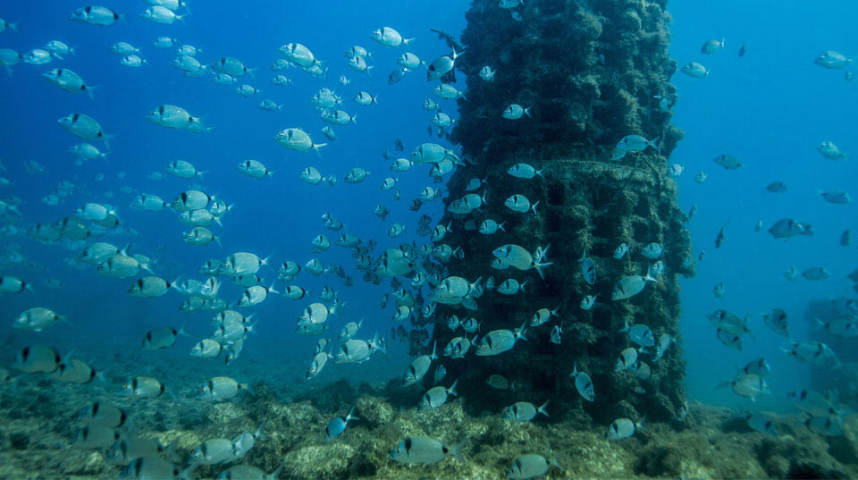 Banco de peces en el mar. Biotopos