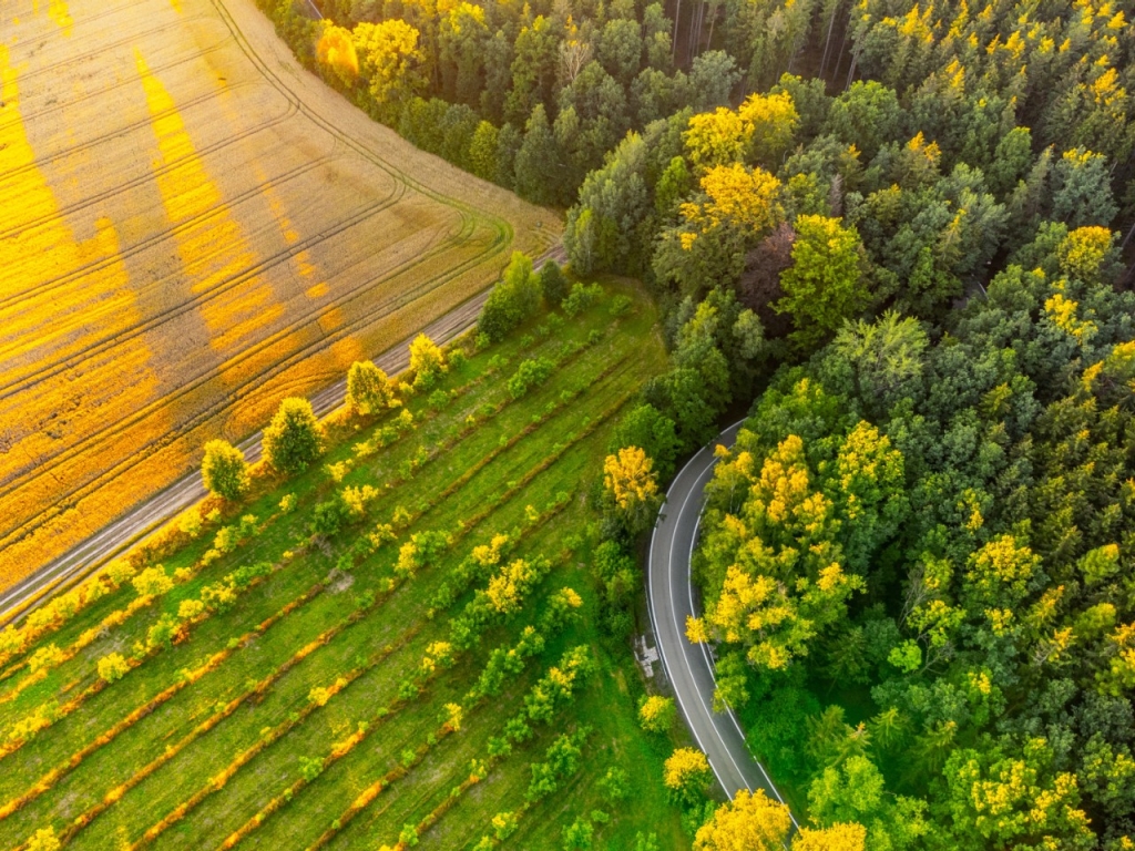 rural reforestation