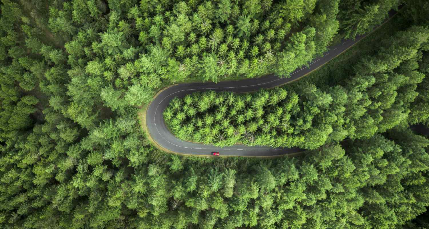 una carretera entre un bosque denso