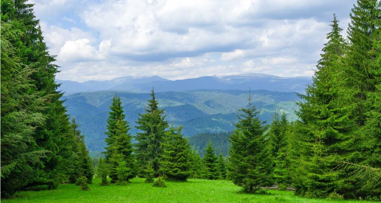 Vista de un bosque