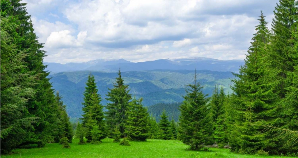 View of a forest
