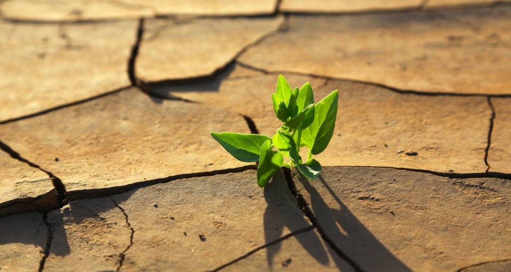 A green shoot coming out of the ground