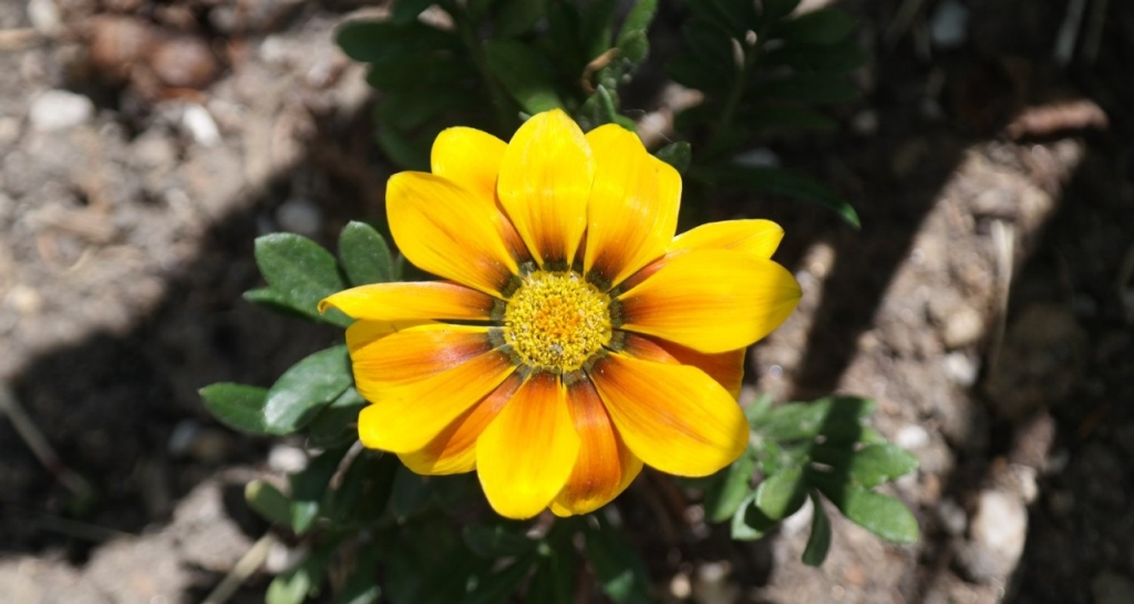 Una flor amarilla