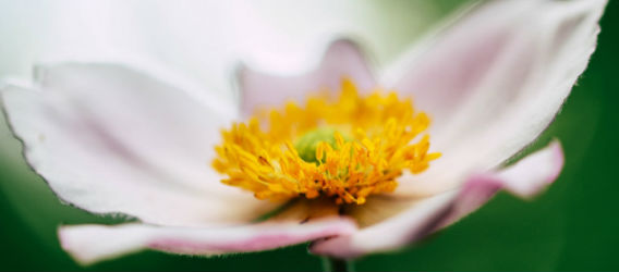 Detalle de una flor blanca 