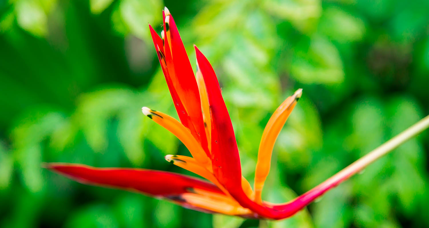 Detalle de una flor