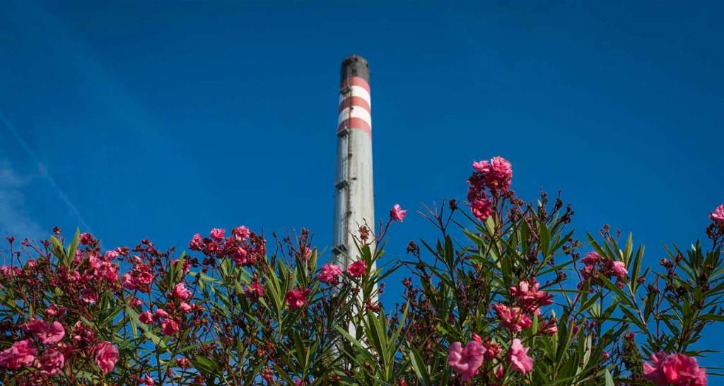 Flowers and refinery tower in background