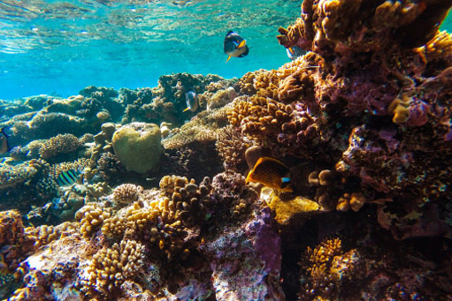 Marine life - coral and fish
