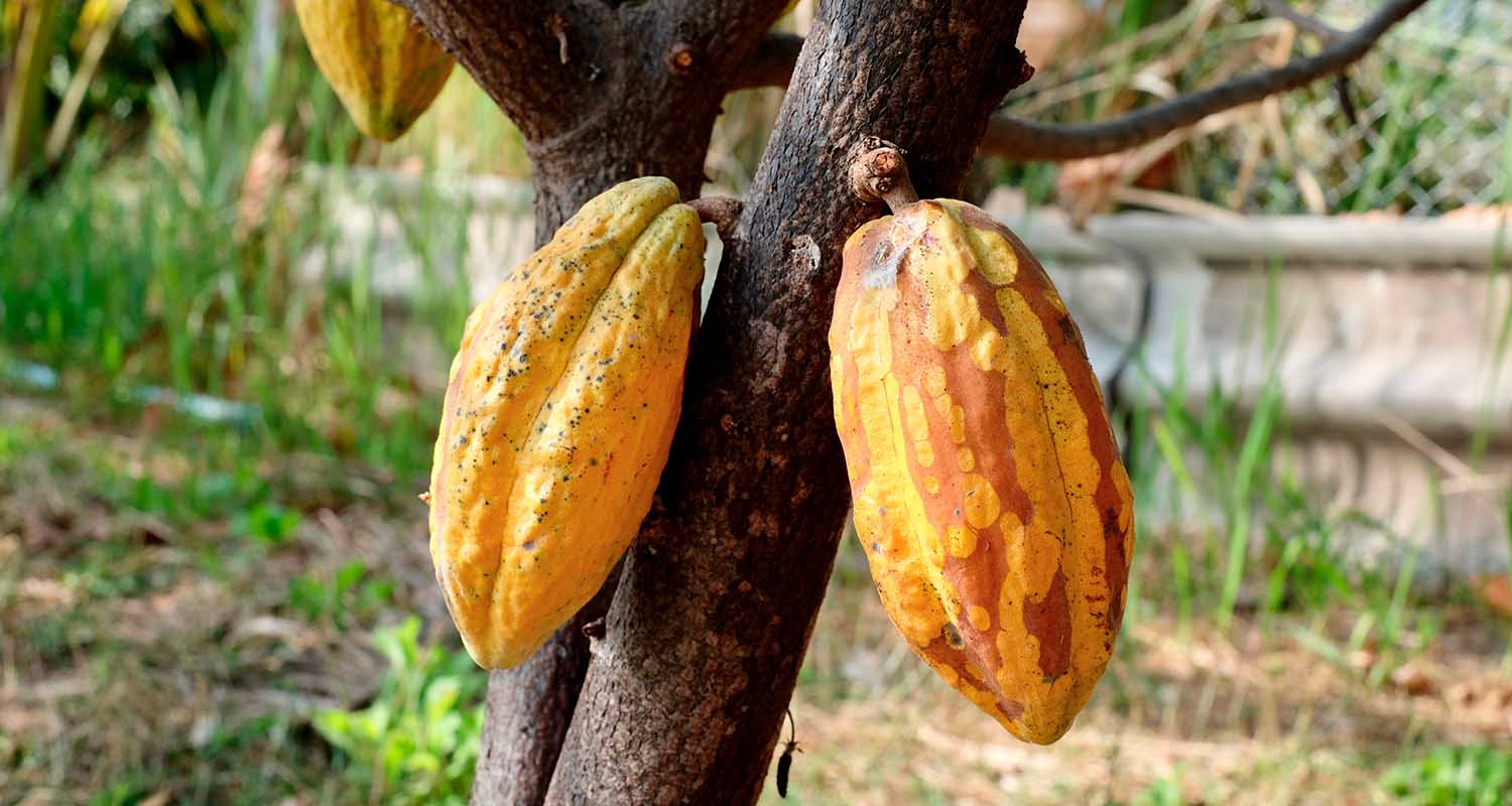 Communities and shared value. Cocoa plant in foreground