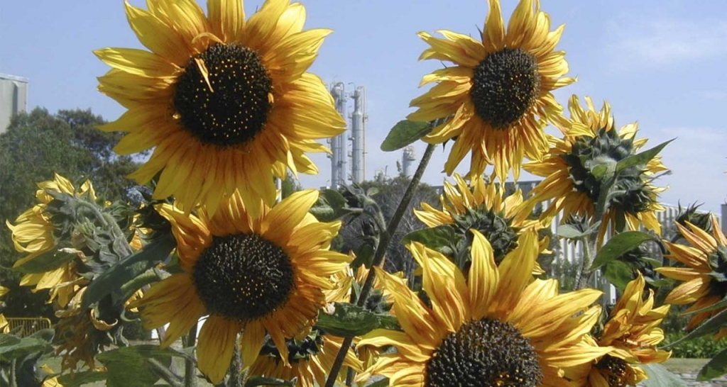 Girasoles