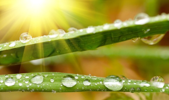 Gotas de agua en las hojas de una planta iluminada por el sol