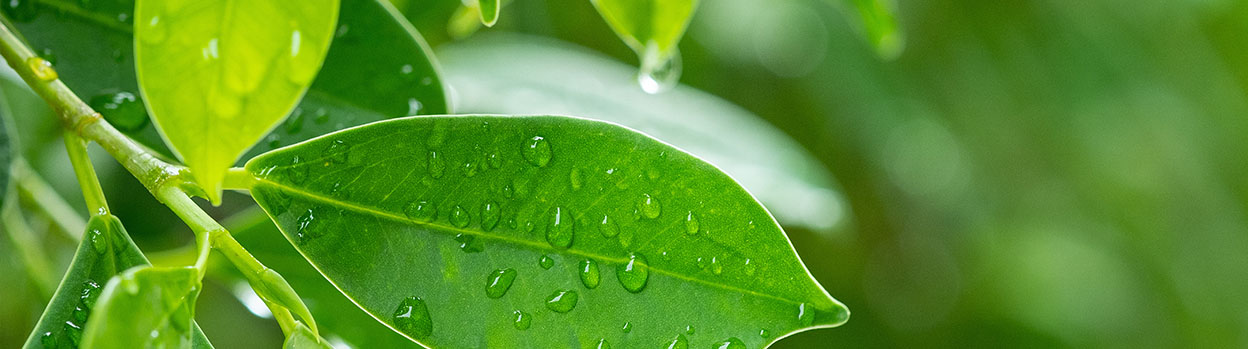 detail of a leaf (reforestation is one of the solutions for climate change)