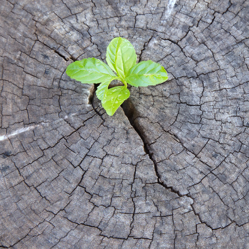 Una planta dentro de un tronco