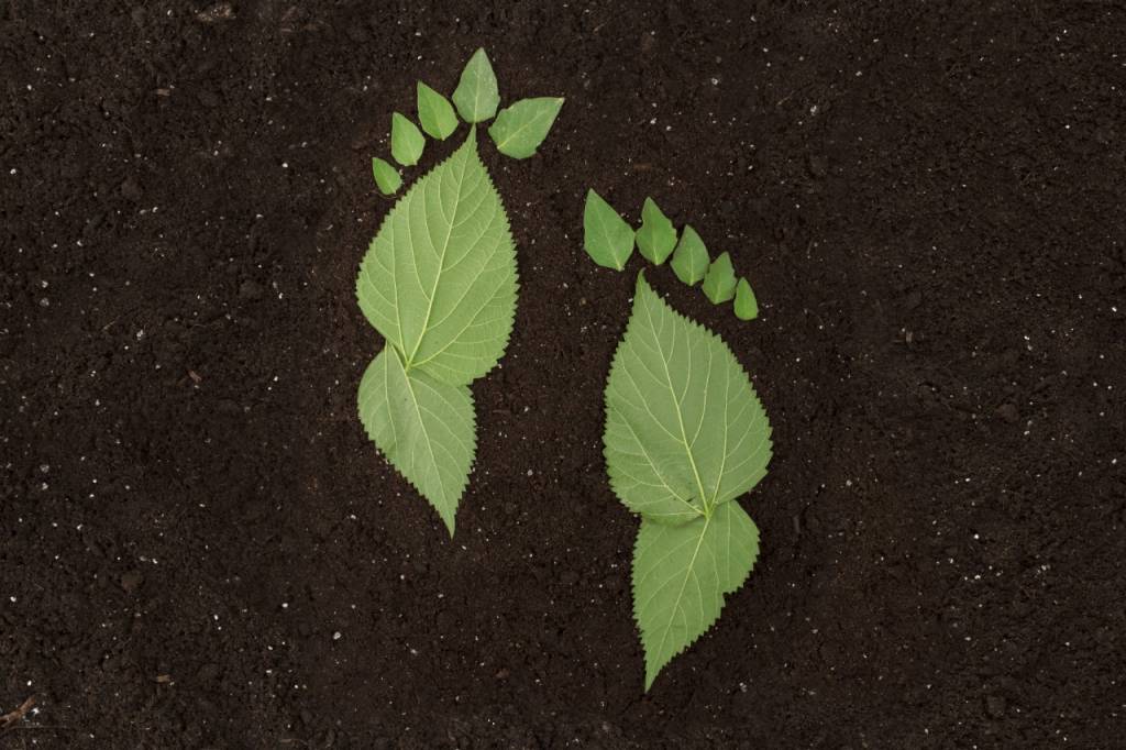 Leafs in the shape of footprints