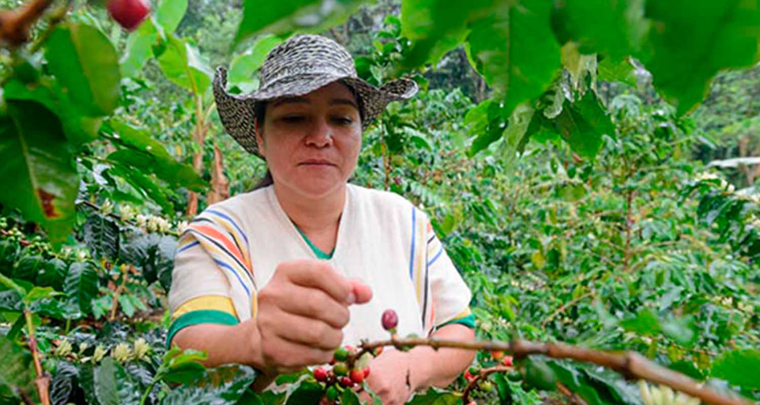 A woman collects fruit from a plant 