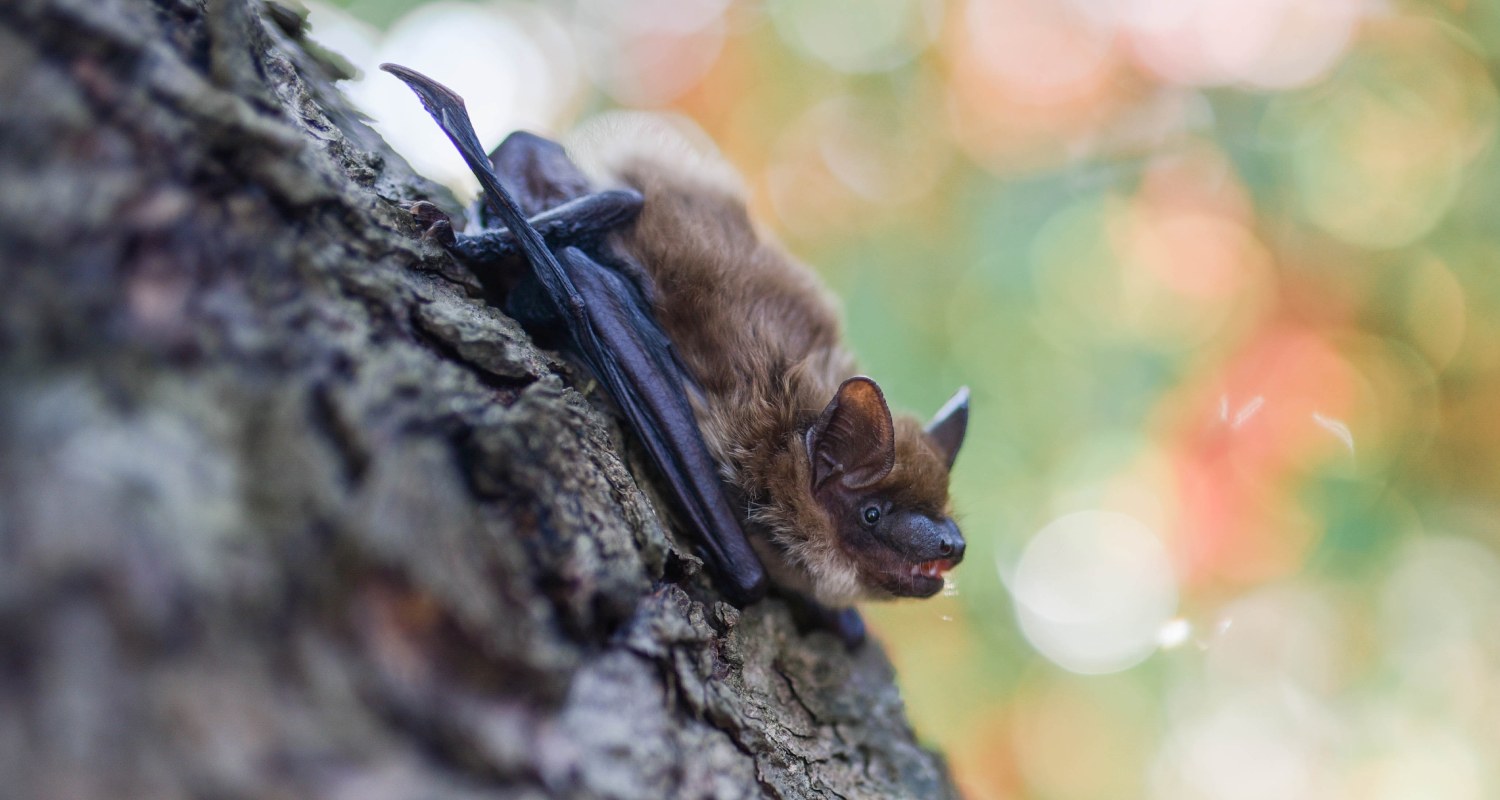 Close-up of a bat in the Caipipendi area (Bolivia)