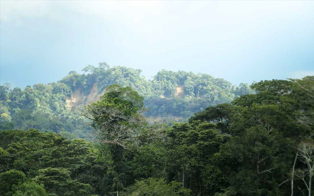 Vista de una selva