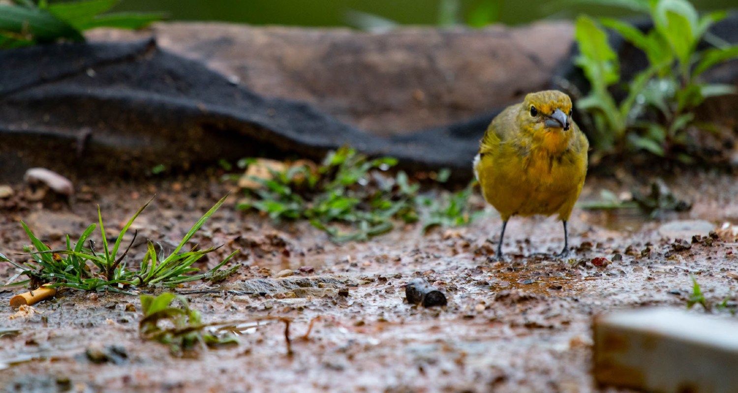 A bird on the ground in a rainforest