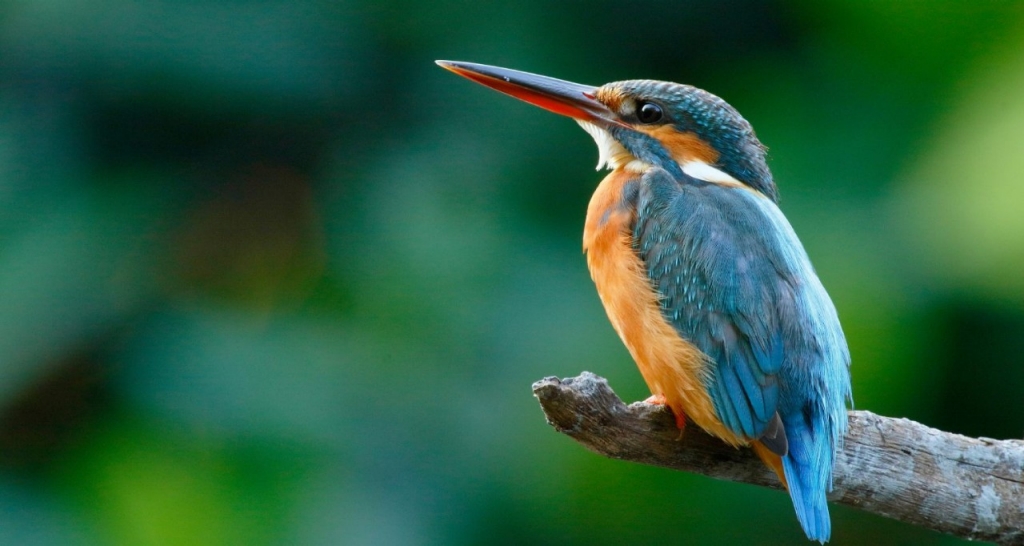 A bird perched on a branch