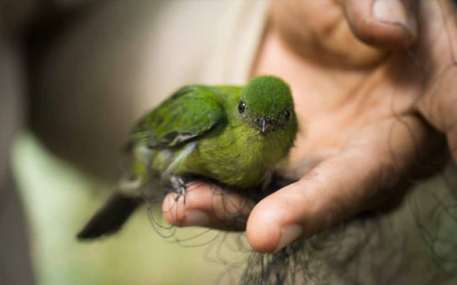 Una mano sosteniendo un pájaro de color verde