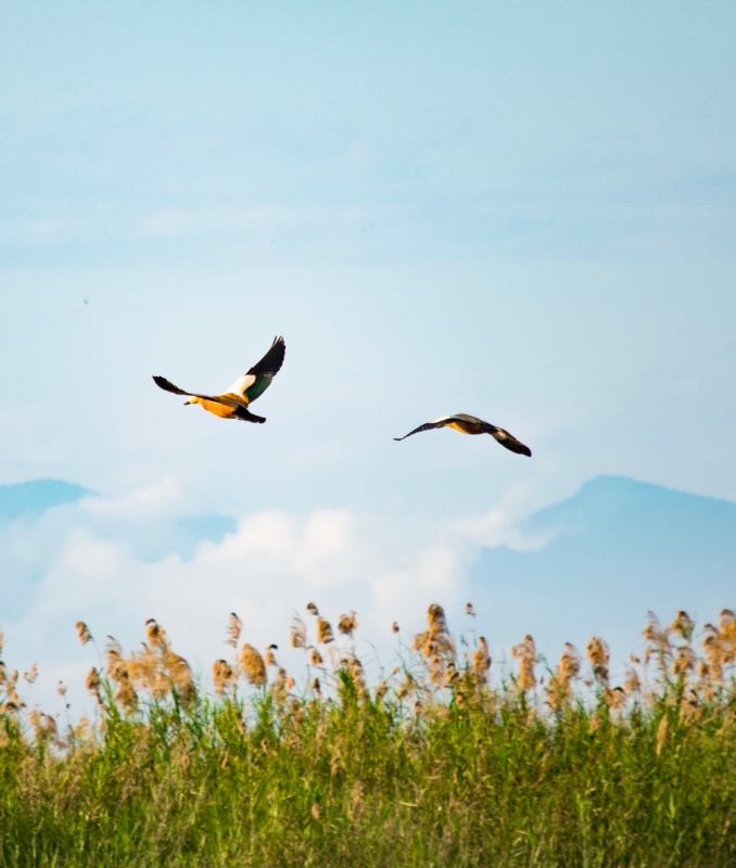 Two birds flying over a field
