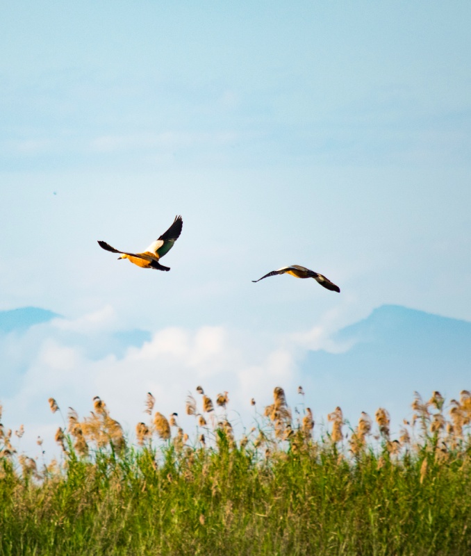 Unos pajaros volando sobre un campo