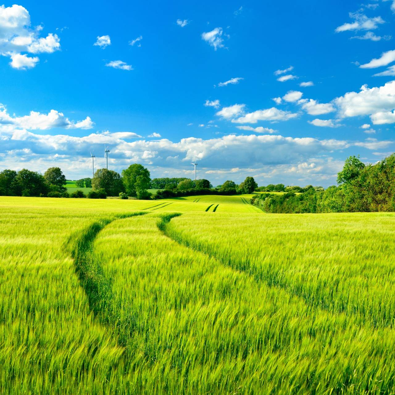 tierras agrícolas y pastizales