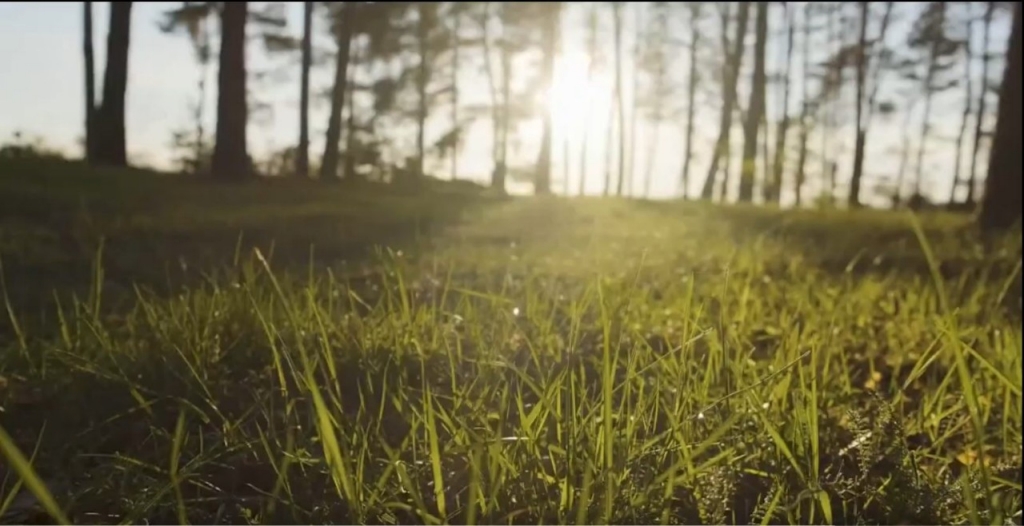 Grass in the foreground