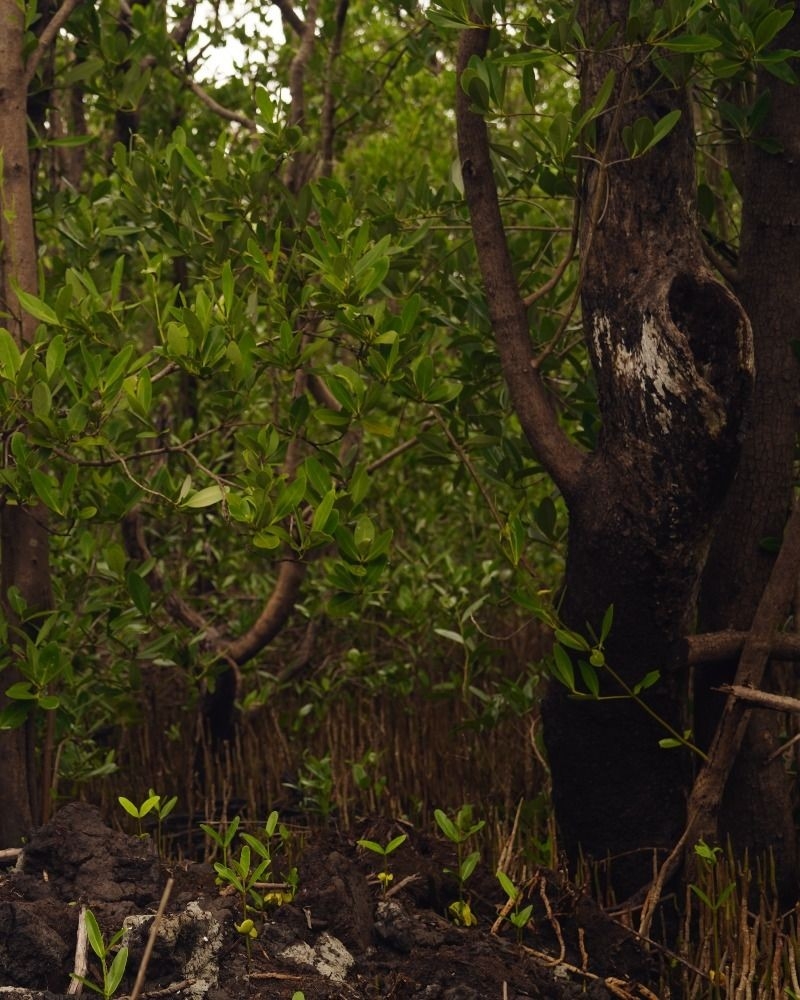 Proyecto de Restauración de Manglares