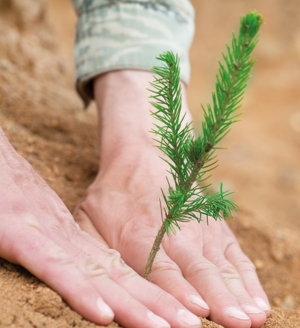un hombre plantando un árbol, la reforestación es una de las soluciones basadas en la naturaleza