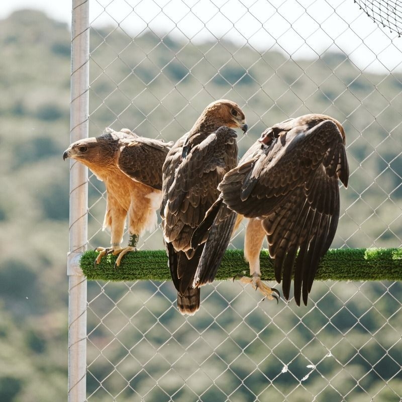 Tres águilas perdiceras en una jaula