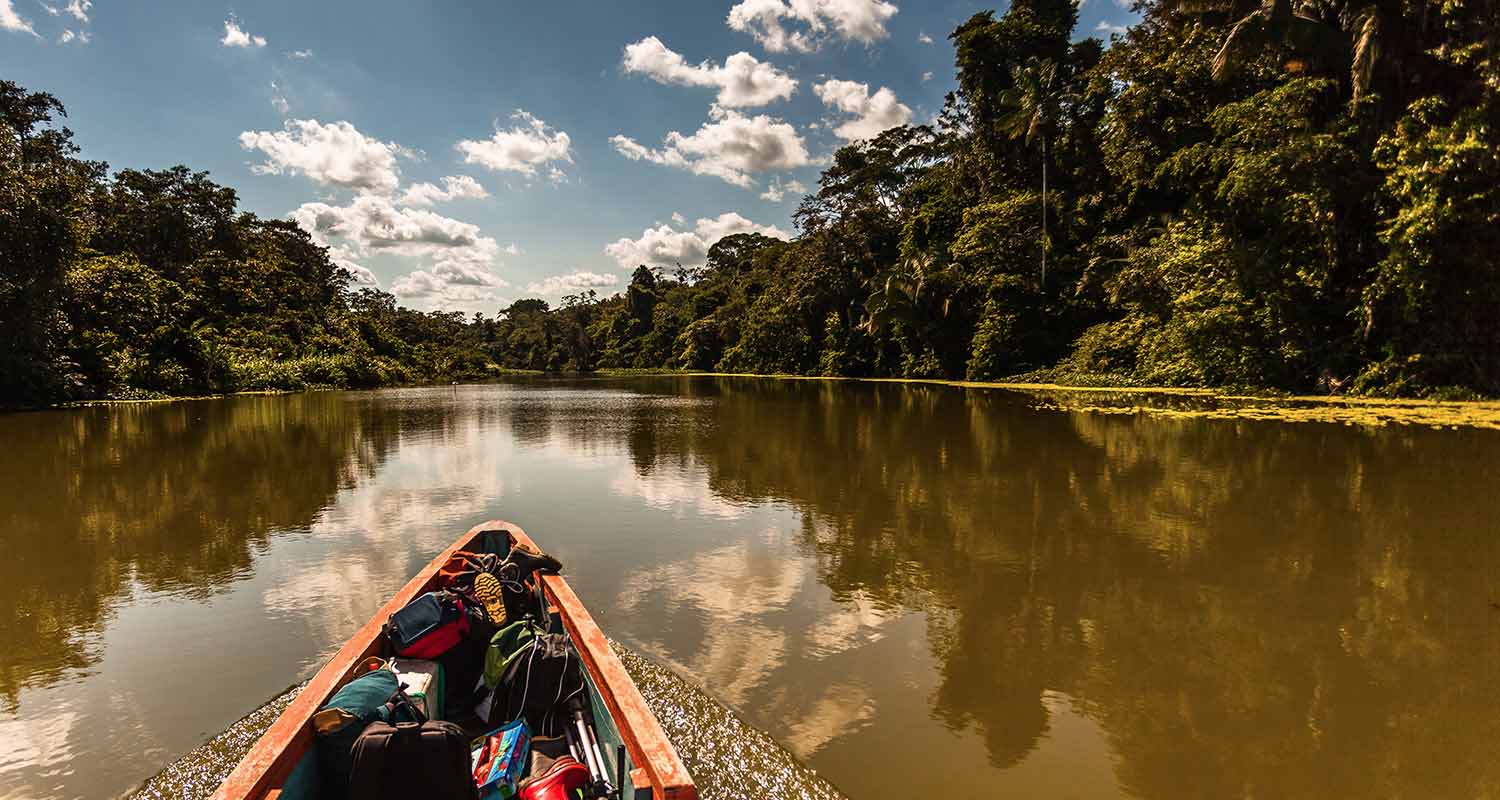 Bosque con rayos de sol entre los troncos