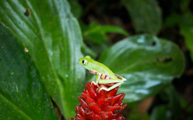 Una rana posada sobre una planta