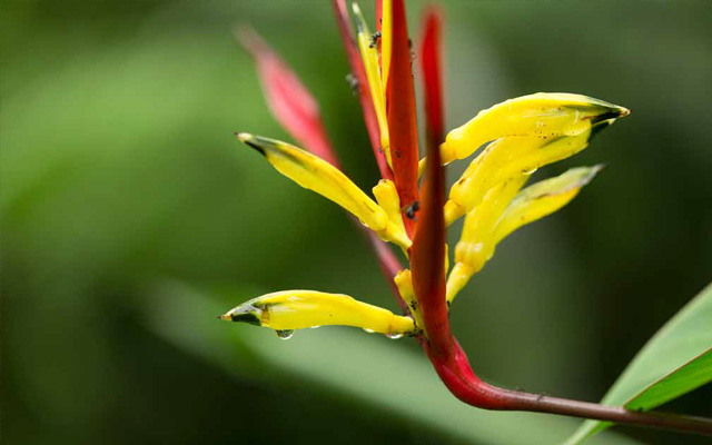 Primer plano de una flor