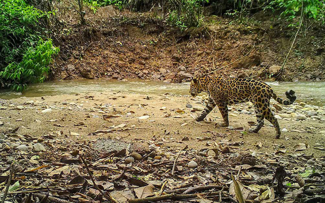 A jaguar walking through a rainforest