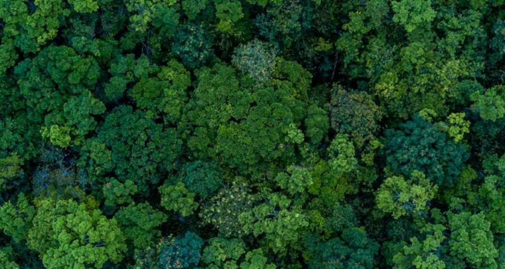 Vista aérea de un bosque
