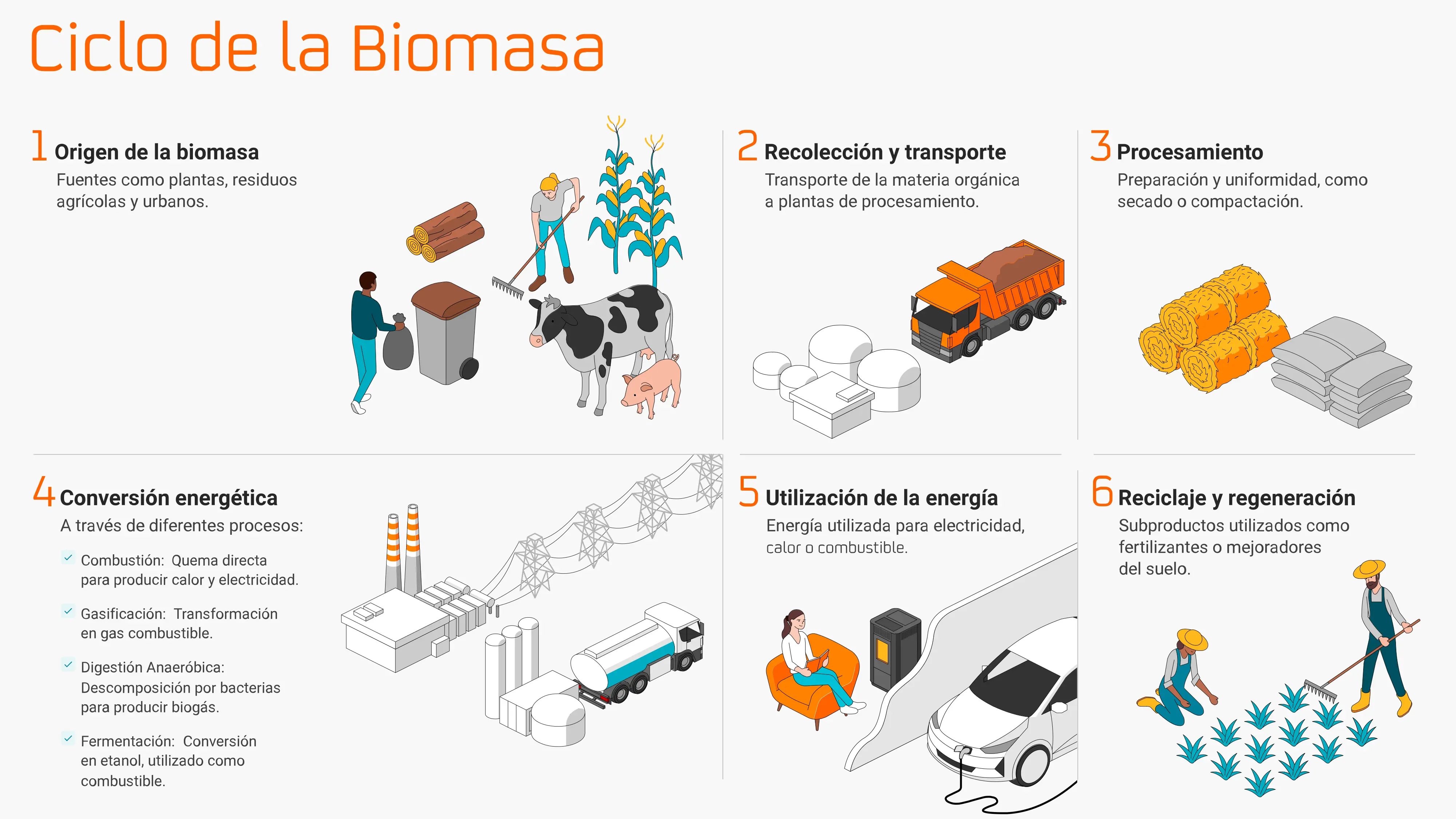 Infografía sobre el Ciclo de la biomasa