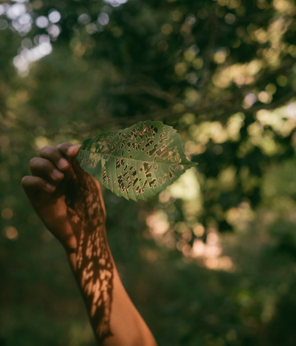 A hand holding a leaf in the foreground